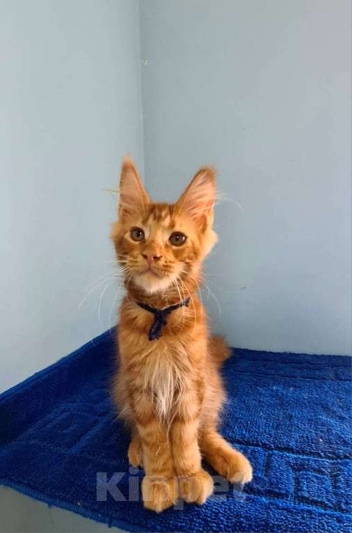 Кошки в Самаре: Котёнок породы Мейн-кун MCO male Irbis, color d Мальчик, 45 000 руб. - фото 3