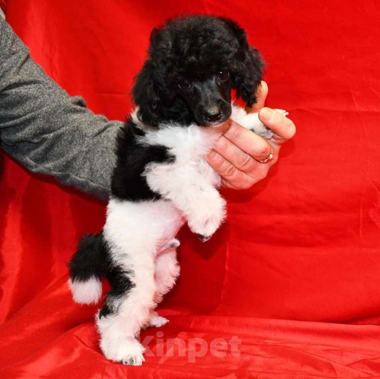 Собаки в Долгопрудном: Той пуделя щенок арлекин ДЖЕНТЛИ БОРН ЧИЖИК Мальчик, 120 000 руб. - фото 8