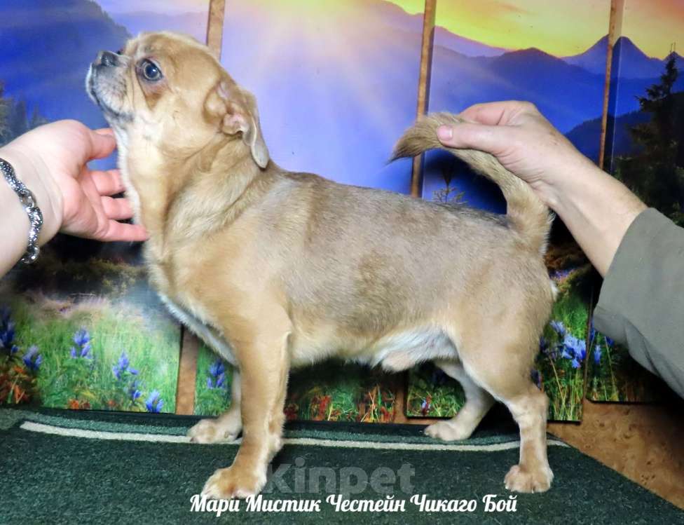 Собаки в Санкт-Петербурге: Здоровые щенки чихуахуа из питомника РКФ Мальчик, 25 000 руб. - фото 7