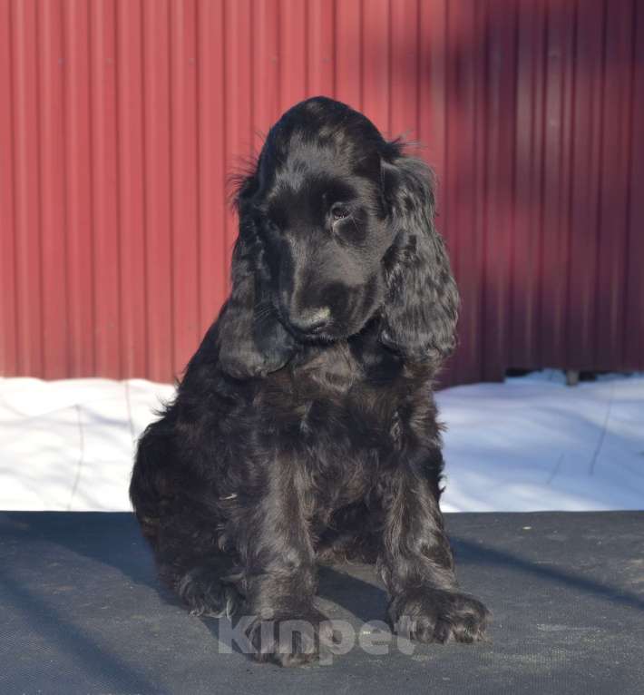 Собаки в Зеленограде: Английский кокер спаниель щенки Девочка, 50 000 руб. - фото 4