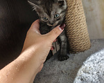 Кошки в Рязани: Кошечка Девочка, 3 000 руб. - фото 1