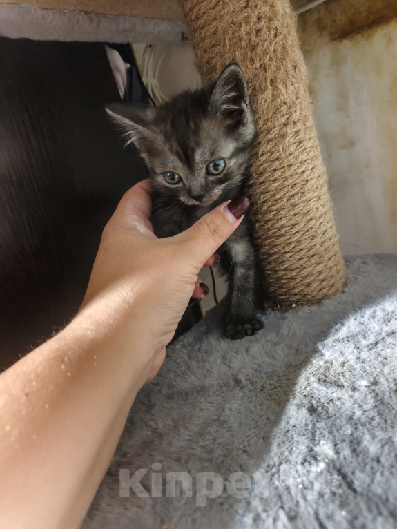Кошки в Рязани: Кошечка Девочка, 3 000 руб. - фото 1