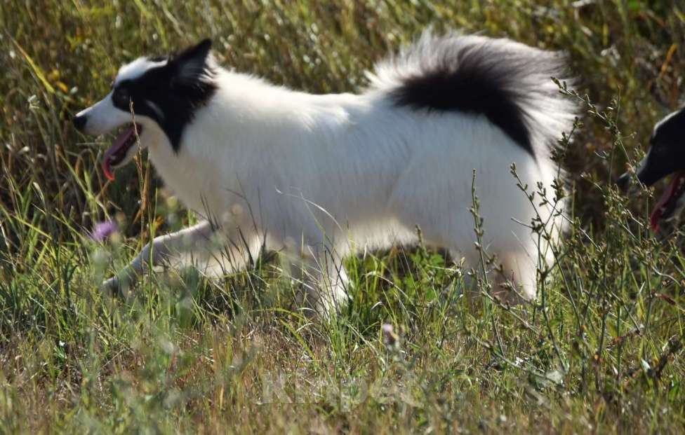 Собаки в Москве: Ненецкая оленегонная лайка. Сука Царица Томирис.  Девочка, 60 000 руб. - фото 7