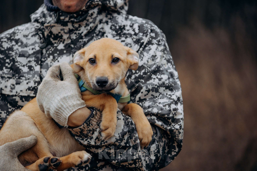 Собаки в Москве: Рыжий, маленький лисёнок в поисках дома! Мальчик, Бесплатно - фото 1