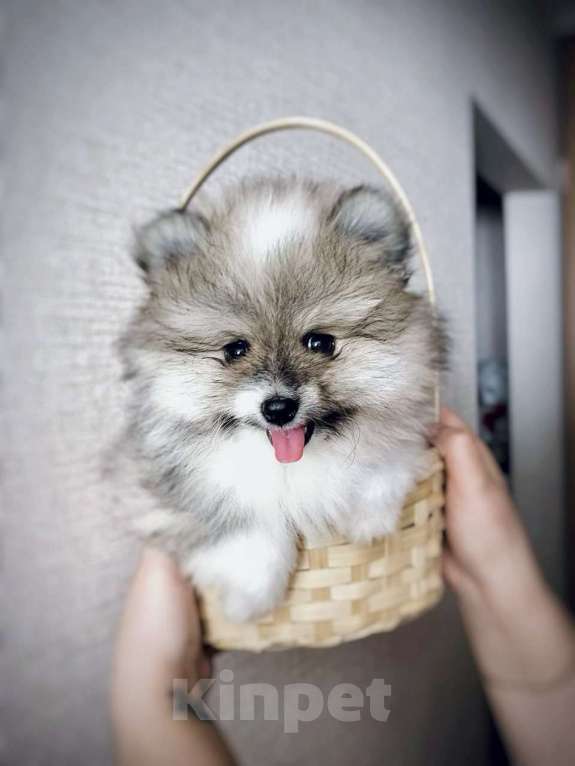 Собаки в Москве: Продам щенков мини шпицев Девочка, Бесплатно - фото 6