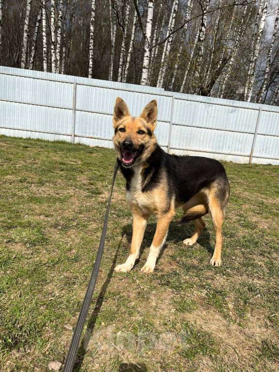 Собаки в Москве: Джеки, нежная квартирная девочка Девочка, Бесплатно - фото 4