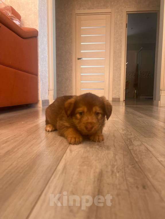 Собаки в других городах Башкортостана: Щеноки Девочка, Бесплатно - фото 3