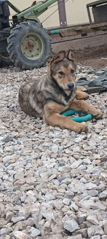 Собаки в других городах Московской области: Щенок в дар Девочка, Бесплатно - фото 3
