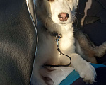 Собаки в Калачинске: Отдам в добрые руки Девочка, Бесплатно - фото 1