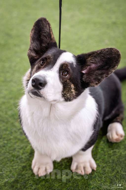 Собаки в Саратове: Вельш Корги Кардиган щенок мальчик Мальчик, Бесплатно - фото 3