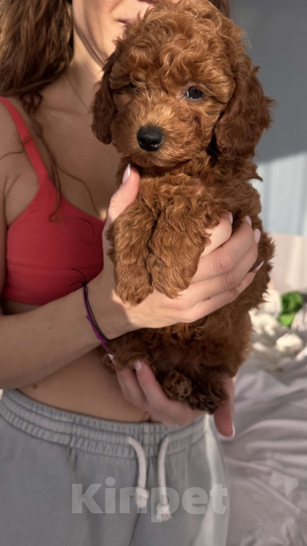 Собаки в Москве: Щенок мальтипу f2 девочка  Девочка, 150 000 руб. - фото 3