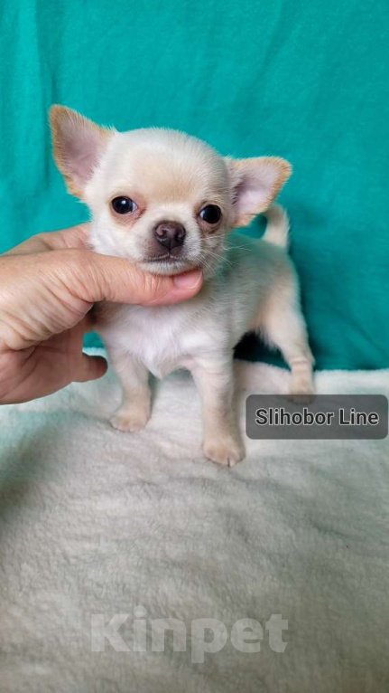 Собаки в Москве: Чихуахуа щенок  Мальчик, Бесплатно - фото 5
