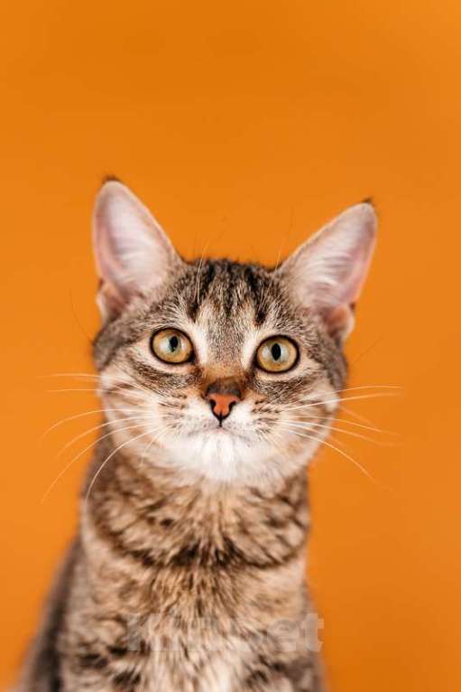 Кошки в Москве: Полосатый котенок Веста в добрые руки Девочка, 1 руб. - фото 5