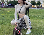Собаки в Москве: Французский бульдог Девочка, 40 000 руб. - фото 4