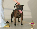 Собаки в Краснодаре: Кобель СТАФФИ вязки Мальчик, 40 000 руб. - фото 1