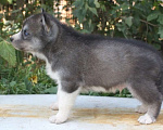 Собаки в Истре: щенки сибирский хаски Девочка, 25 000 руб. - фото 6