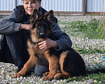 Собаки в Тимашевске: Щенок Немецкой овчарки, 25 000 руб. - фото 1