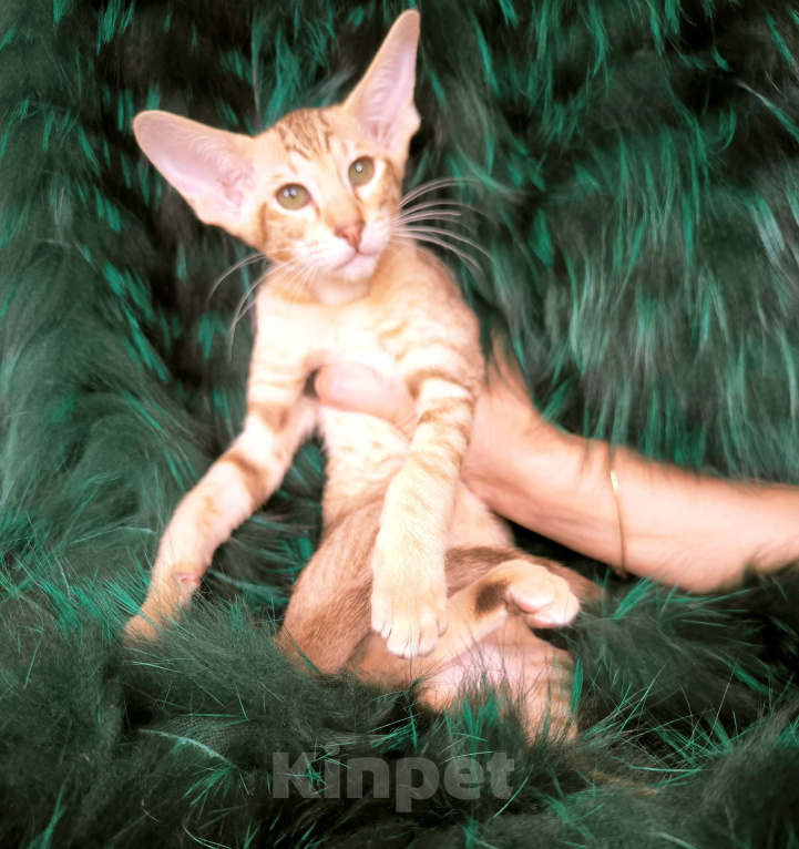 Кошки в Москве: Ориентальный котенок девочка Девочка, 65 000 руб. - фото 4