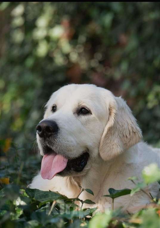 Собаки в Люберцах: Щенок Золотистого ретривера, мальчик Мальчик, 75 000 руб. - фото 3