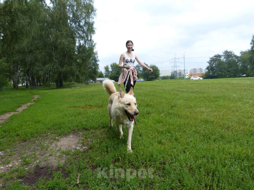 Собаки в Москве: Персик Мальчик, Бесплатно - фото 2