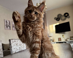 Кошки в Калининграде: Котята мейн кун Мальчик, Бесплатно - фото 4