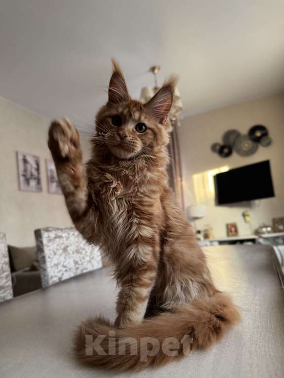 Кошки в Калининграде: Котята мейн кун Мальчик, Бесплатно - фото 4