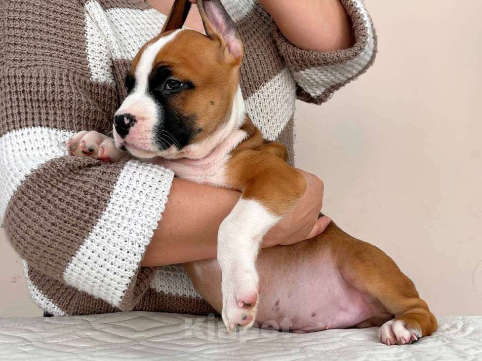 Собаки в Москве: Красивый парень амстаффа  Мальчик, 90 000 руб. - фото 2