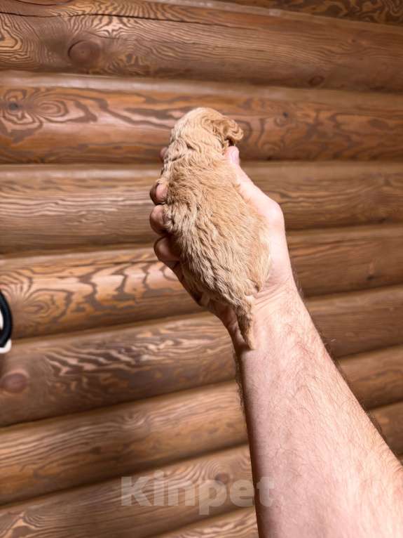 Собаки в Краснодаре: Той пудель щенок Девочка, 75 000 руб. - фото 1