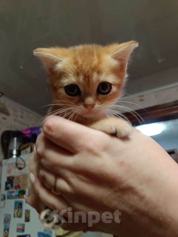 Кошки в Екатеринбурге: Прямоухий мальчик окраса ny11 Мальчик, 15 000 руб. - фото 2