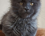 Кошки в Павловском Посаде: Мальчик голубой дым 4 месяца  Мальчик, 25 000 руб. - фото 1
