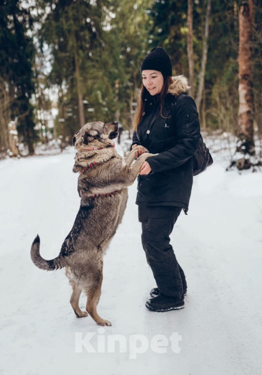 Собаки в Балашихе: Милая Маня очень ждёт свою маму Девочка, 100 руб. - фото 6