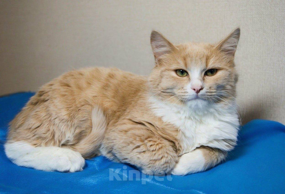 Кошки в Москве: Котенок Лир ищет дом Мальчик, Бесплатно - фото 7