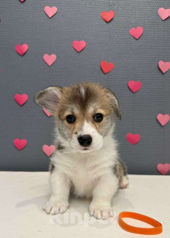 Собаки в Кургане: Щенок вельш корги пемброк, сука Девочка, 50 000 руб. - фото 1