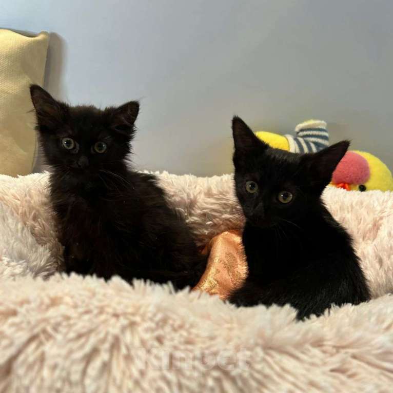 Кошки в Москве: Черный котенок девочка в добрые руки Девочка, Бесплатно - фото 3