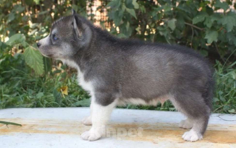 Собаки в Истре: щенки сибирский хаски Девочка, 25 000 руб. - фото 6