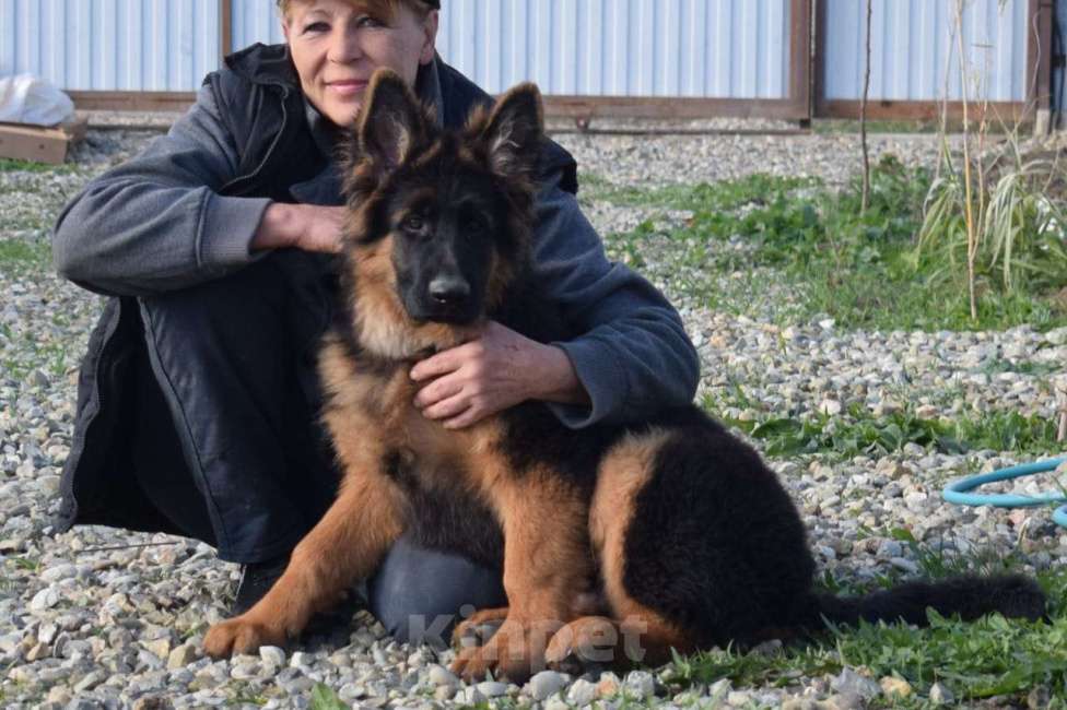 Собаки в Тимашевске: Щенок Немецкой овчарки, 25 000 руб. - фото 1