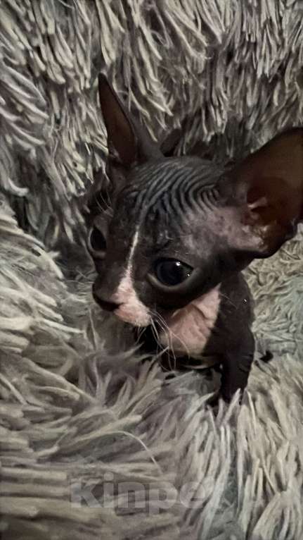 Кошки в Дедовске: Котенок девочка «Молния» Девочка, Бесплатно - фото 2