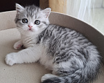 Кошки в Ярославле: Шотландская короткошёрстная девочка Девочка, 30 000 руб. - фото 6