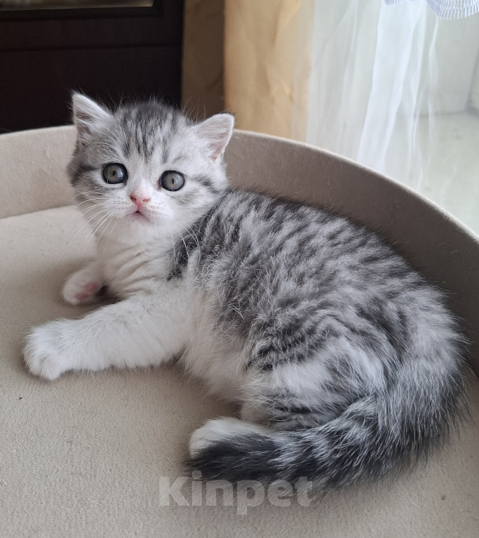 Кошки в Ярославле: Шотландская короткошёрстная девочка Девочка, 30 000 руб. - фото 6