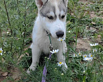 Собаки в Коломне: Щенки Сибирский хаски Мальчик, 35 000 руб. - фото 1