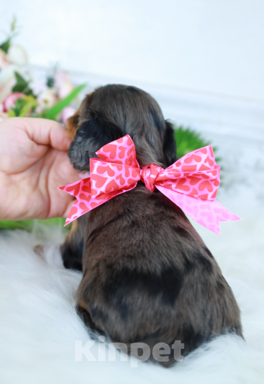 Собаки в Москве: Доступна для бронирования очаровательная малышка кавалер кинг чарльз спаниеля! Девочка, Бесплатно - фото 1