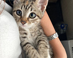 Кошки в Москве: Котенок девочка в добрые руки Девочка, Бесплатно - фото 2