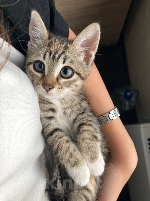 Кошки в Москве: Котенок девочка в добрые руки Девочка, Бесплатно - фото 2