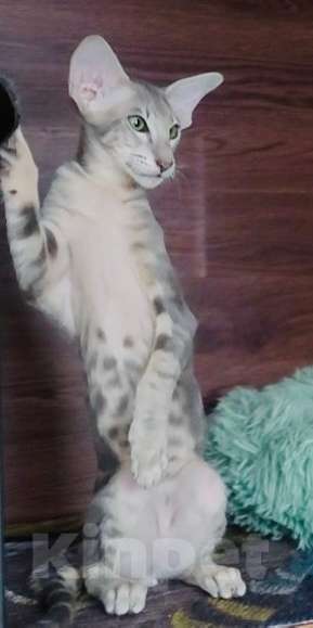 Кошки в Перми: ориентальный котенок Мальчик, 60 000 руб. - фото 2