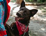 Собаки в Москве: Самый преданный друг Бася ищет любящую семью! Мальчик, Бесплатно - фото 2