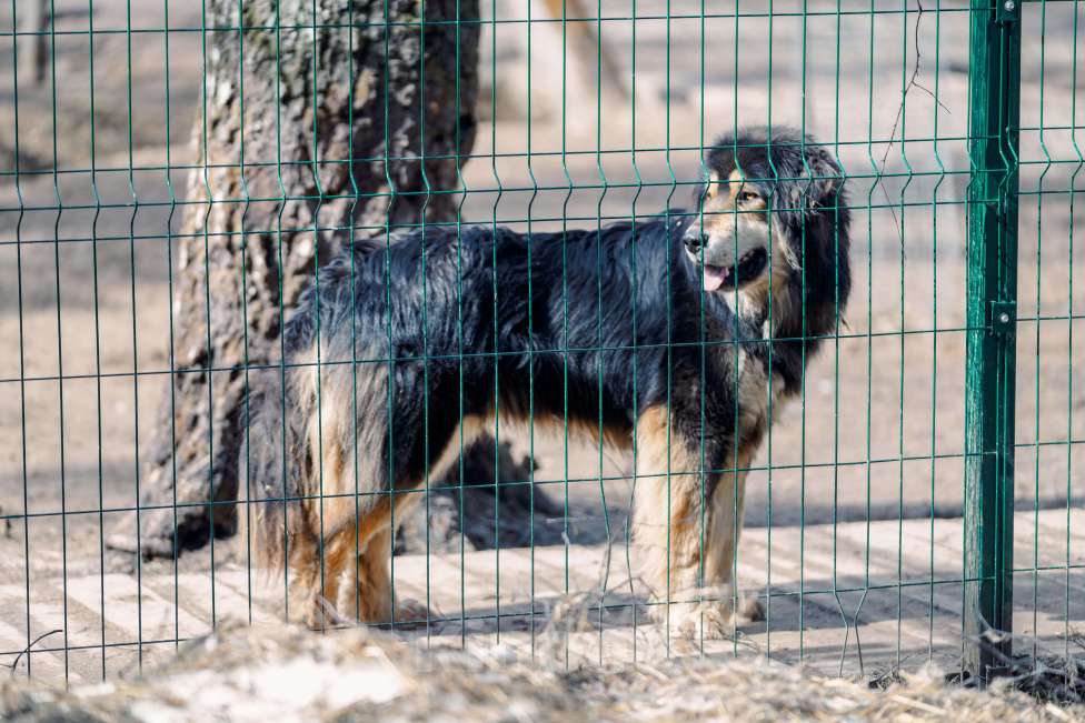 Собаки в Москве: Породистый банхар Баха ищет дом Мальчик, Бесплатно - фото 5