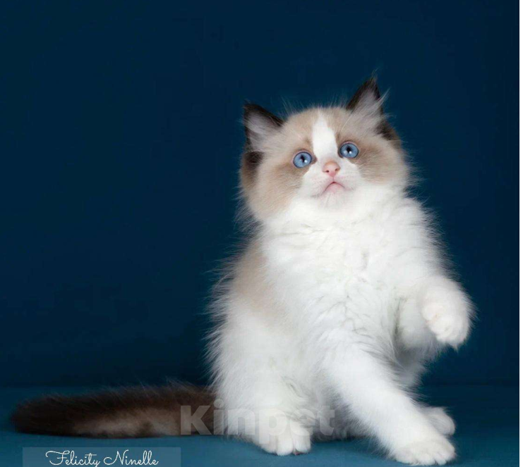 Кошки в Москве: котенок рэгдолл Мальчик, 120 000 руб. - фото 2