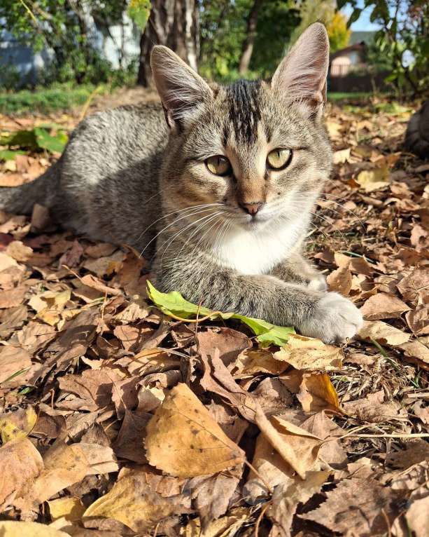Кошки в Москве: Малышке нужен дом! Девочка, Бесплатно - фото 5