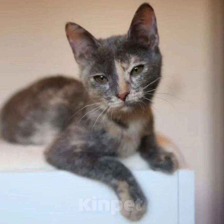 Кошки в Москве: Маленький котенок Пинки Девочка, Бесплатно - фото 3