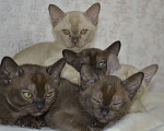 Кошки в Ковровом: Котята европейской бурмы Разнополые, Бесплатно - фото 4